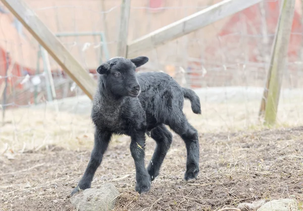 Beautiful black lamb in the pasture — Stock Photo, Image