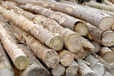 Huş ağacından toplanmış kereste yığını