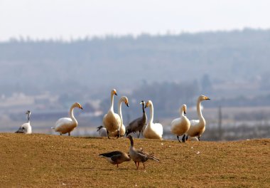Ötücü Kuğu çimenlerin üzerinde duran Grup