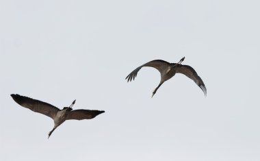 İki siluet vinç kuş uçan