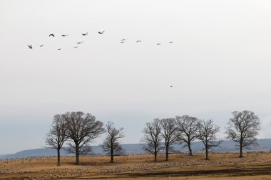 Çim, bazı uçan yeme turna kuşları binlerce