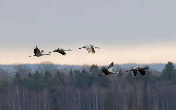Силует п'яти літаючих птахів, ліс на фоні — стокове фото