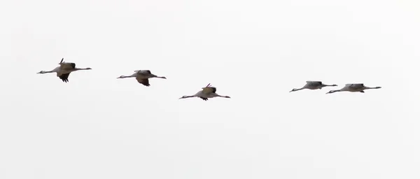 Silhouette of five flying crane bird — Stock Photo, Image