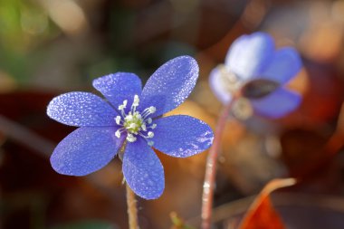 Su damlaları ile kaplı mavi anemon çiçeği