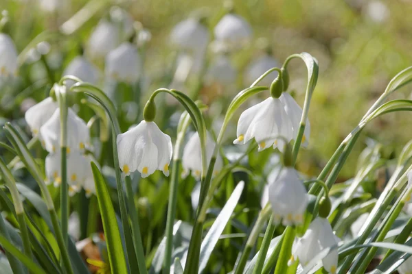 Gruppo di fiori di fiocco di neve primaverili — Foto Stock