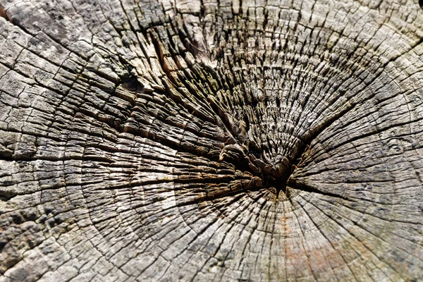 Tree rings of an aged log