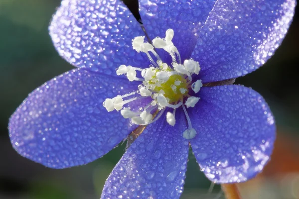 Anemone blu ricoperto di gocce d'acqua — Foto Stock