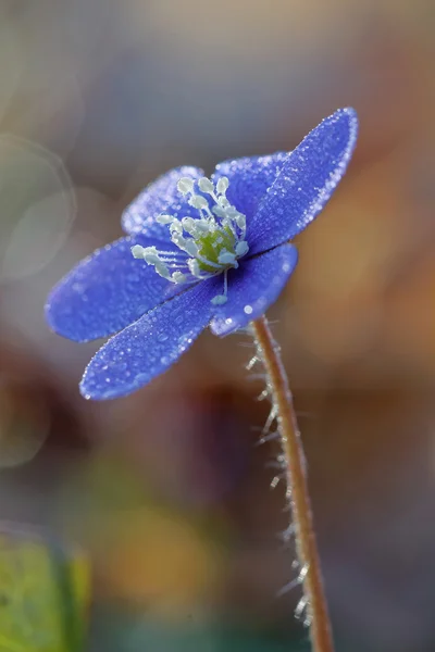 Anemone blu ricoperto di gocce d'acqua — Foto Stock