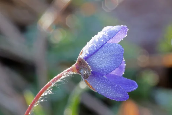 Anemone blu ricoperto di gocce d'acqua — Foto Stock