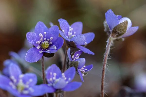 Grupo de anémona azul —  Fotos de Stock