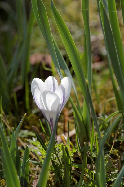 Een witte Crocus bloem — Stockfoto