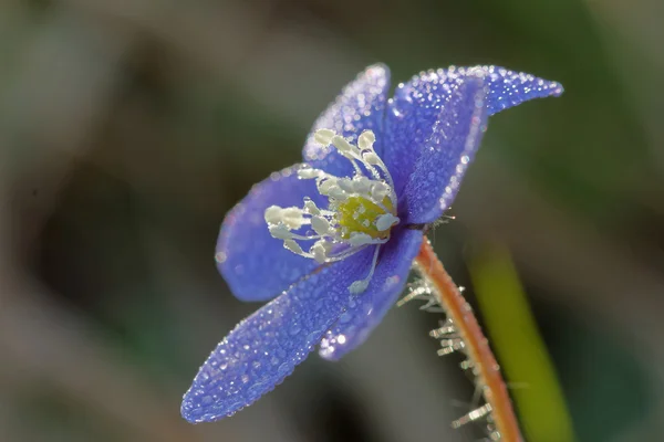 Anemone blu ricoperto di gocce d'acqua — Foto Stock