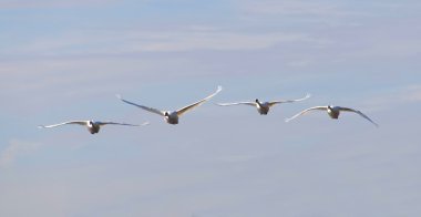 Dört dilsiz kuğu bir arada uçuyor.