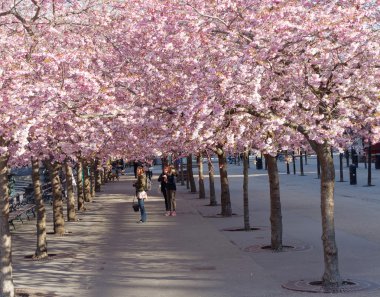 Güzel çiçek kiraz ağaçları ve insanlar Park