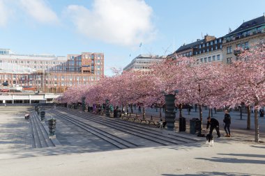 Stockholm, İsveç - 24 Nisan 2016: Panorama güzel çiçeklenme ile kamu park Kungstradgarden kiraz ağacı Caddesi ile seyreden