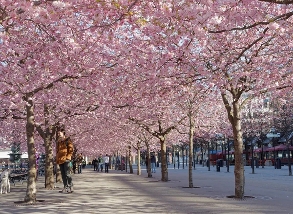 Parque com belas árvores de cerejeira florescendo e pessoas — Fotografia de Stock