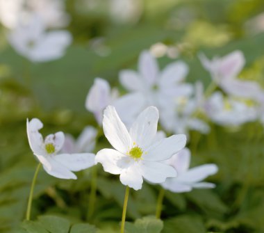 Kayın ormanında güneşli bir bahar günü binlerce ağaç şakayığına yakın.