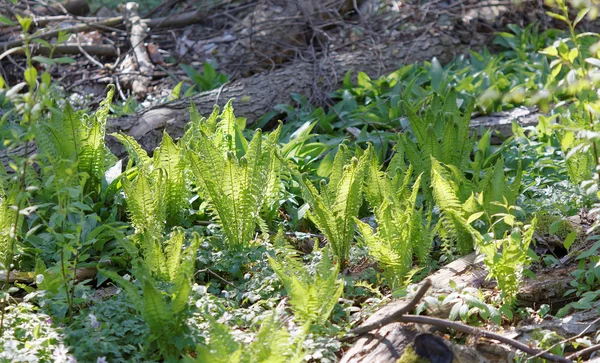 Ostrich fern in the forest — Stock Photo, Image
