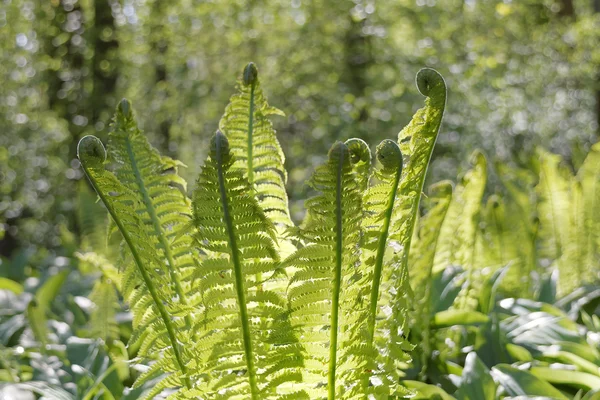 Helecho Avestruz Verde Brillante Bosque Nombre Latín Matteuccia Strutiteris —  Fotos de Stock