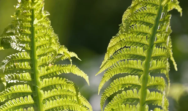 Bright Green Ostrich Fern Forest Latin Name Matteuccia Struthiopteris — Stock Photo, Image