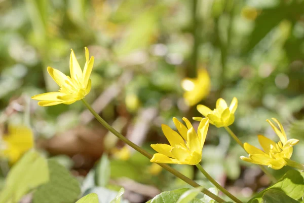 Yellow lesser celandine flowers — Stock Photo, Image