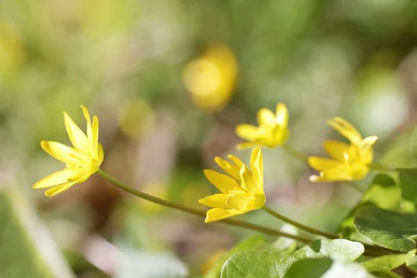 Orsej jarní žluté květiny — Stock fotografie