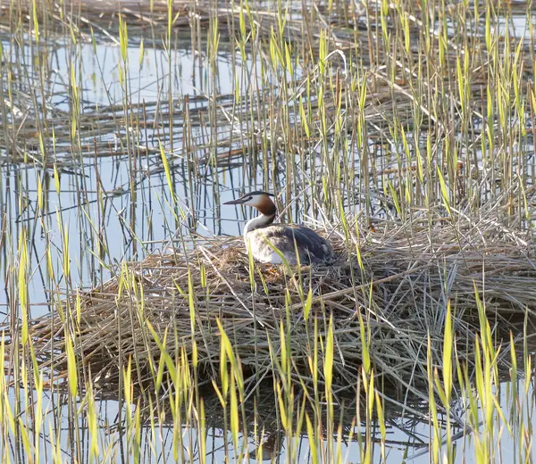 Grande Grebe Crestato Che Protegge Suo Nido Nella Cannuccia — Foto Stock