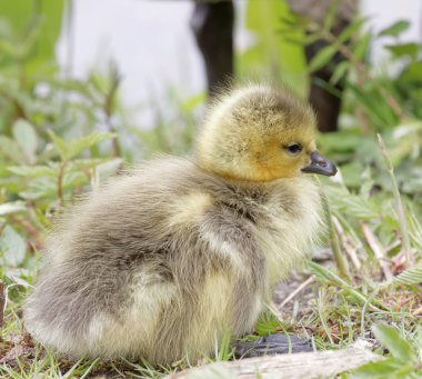 Sevimli Kanada kaz bebek