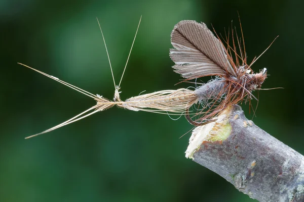 Mosca da pesca da mosca seca da mosca de Caddis, corpo marrom, asas e amtennas , — Fotografia de Stock