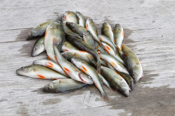 Large group of european bass fish laying on a bridge — Stock Photo, Image