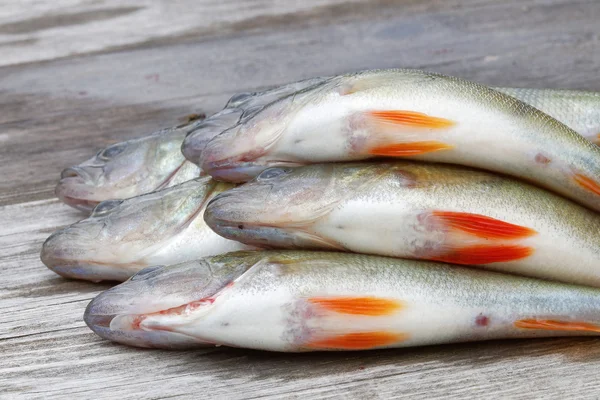 European bass fish laying on a bridge — Stock Photo, Image