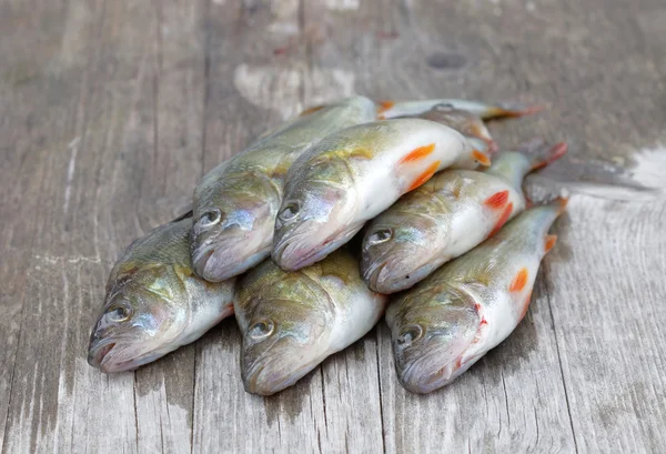 European bass fish laying on a bridge — Stock Photo, Image