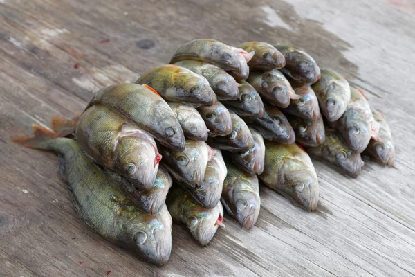 Large group of european bass fish laying on a bridge Royalty Free Stock Photos