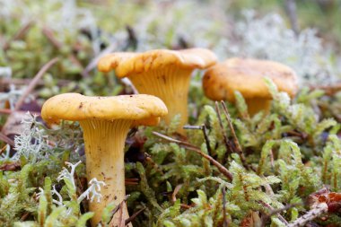 Moss chanterelles grup