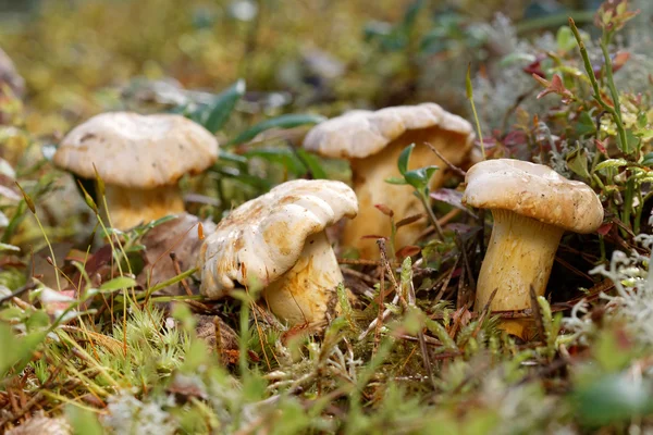 Grupp av kantareller i moss — Stockfoto