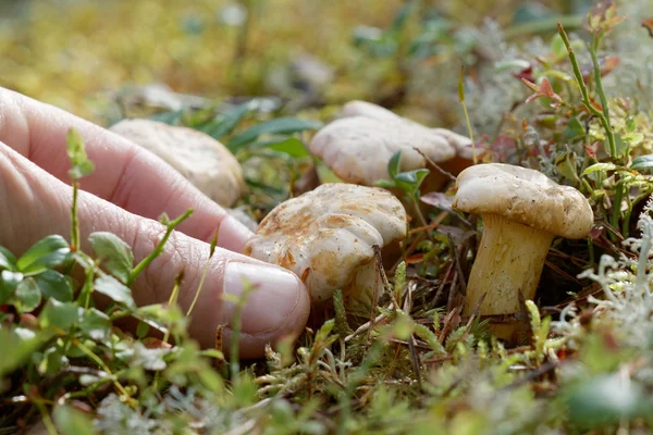 Крупним планом гриб шантелл і людська рука — стокове фото