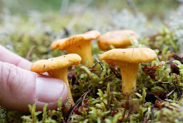 Fechar de um cogumelo de chanterell e dedos humanos — Fotografia de Stock
