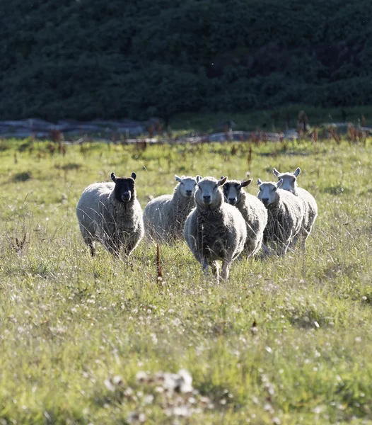 Białe Owce Uruchomiona Łące Świetle Poranka — Zdjęcie stockowe