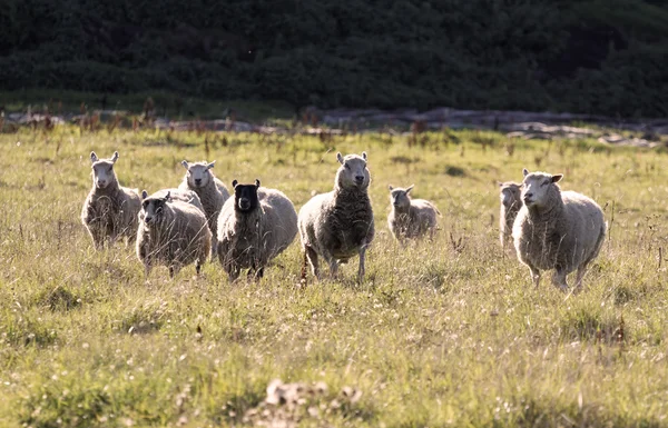 Białe Owce Uruchomiona Łące Ciepłym Wieczornym Słońcu — Zdjęcie stockowe