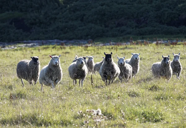 Weiße Schafe laufen im Morgenlicht auf einer Wiese — Stockfoto