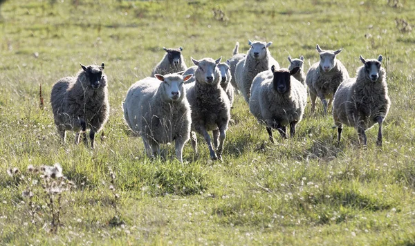 White sheep running on a meadow in the morning light — Stock Photo, Image