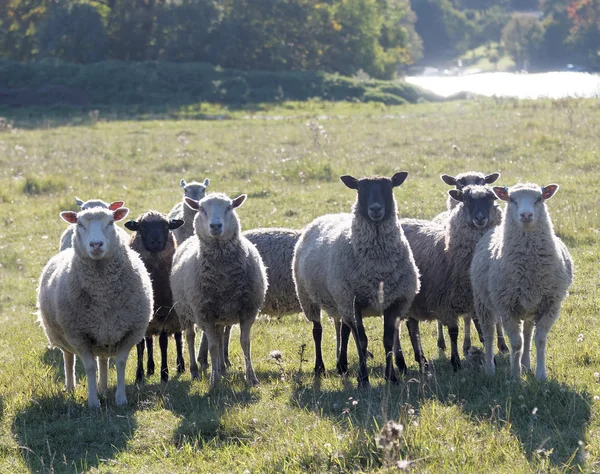 Białe owce na łące w ciepłym wieczornym słońcu — Zdjęcie stockowe