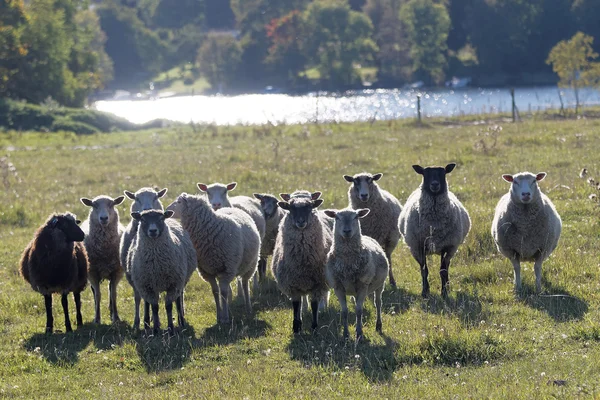 Schafherde auf einer Wiese und einem See im Hintergrund — Stockfoto