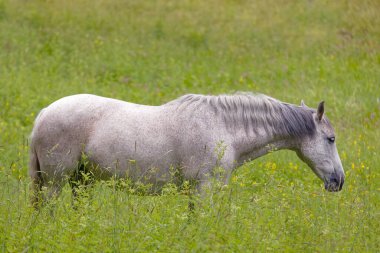 Bir beyaz ve siyah at çayırda ot yiyor.