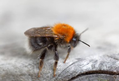 Bir yaban arısının yakınında Gri bir kalas üzerinde oturuyor