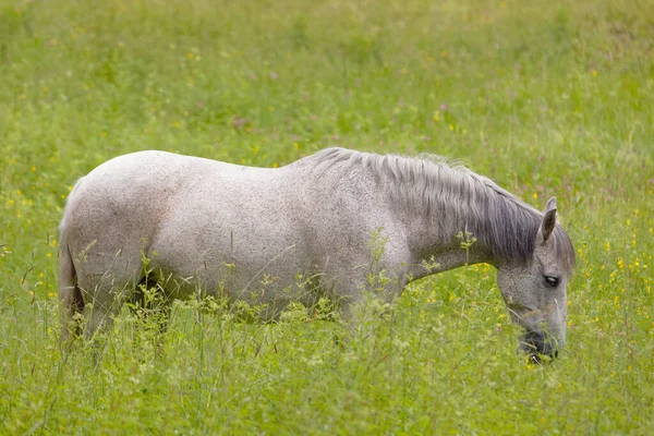 One White Black Horses Eating Grass Meadow — Stock Photo, Image