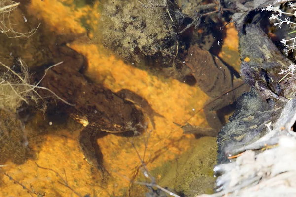 Göletin Dibinde Çiftleşmeye Hazırlanan Iki Kurbağa — Stok fotoğraf