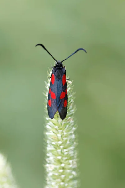 Πεντάκτινη Πεταλούδα Burnet Λατινικά Zygaena Lonicerae Που Βρίσκεται Ένα Καλαμάκι — Φωτογραφία Αρχείου