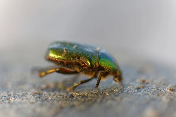 Muhteşem Metalik Yeşil Gül Aşındırıcı Böcek Yakın Plan Latince Cetonia — Stok fotoğraf