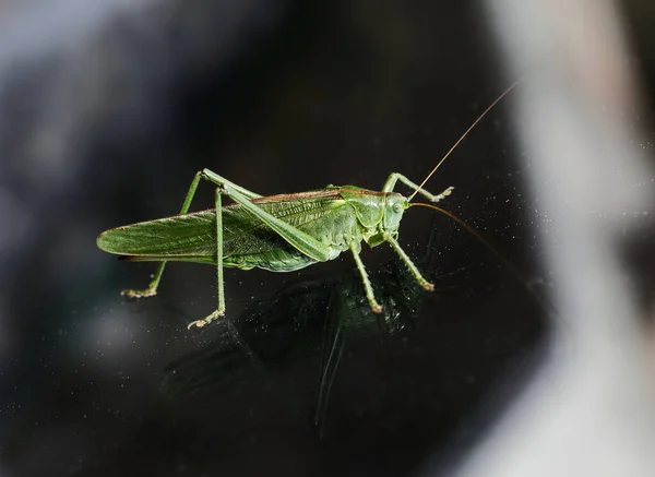 Büyük Yeşil Çalı Cırcır Böceği Cam Üzerinde Oturuyor Vücut Yansıtıyor — Stok fotoğraf